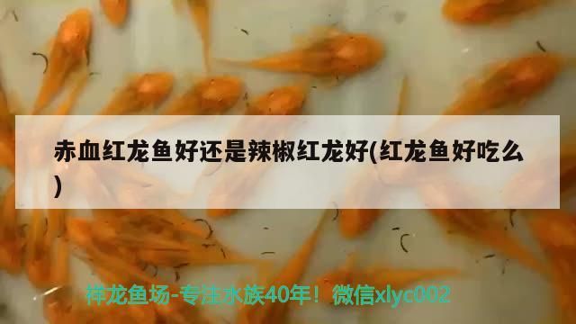 赤血紅龍魚好還是辣椒紅龍好(紅龍魚好吃么)