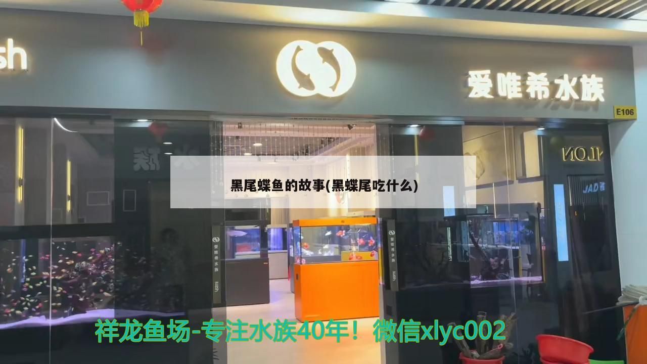 黑尾蝶魚的故事(黑蝶尾吃什么)