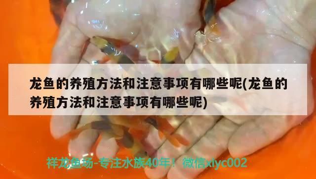 龍魚的養殖方法和注意事項有哪些呢(龍魚的養殖方法和注意事項有哪些呢)