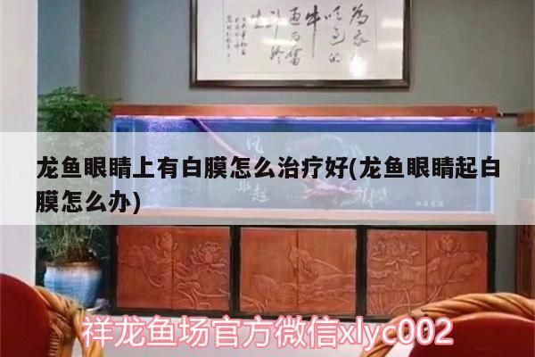 龍魚眼睛上有白膜怎么治療好(龍魚眼睛起白膜怎么辦)