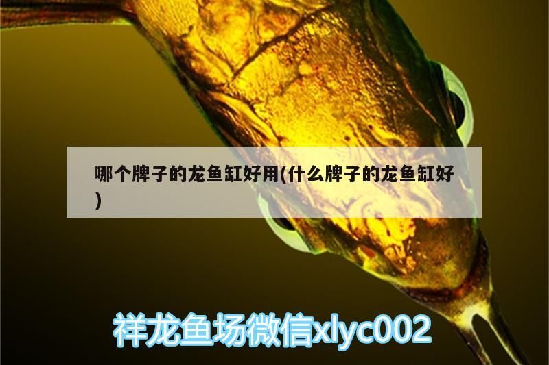哪個牌子的龍魚缸好用(什么牌子的龍魚缸好)