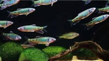詳細(xì)閱讀:觀賞魚可以混養(yǎng)的品種(觀賞魚混養(yǎng)的常見誤區(qū)) 觀賞魚可以混養(yǎng)的品種(觀賞魚混養(yǎng)的常見誤區(qū))