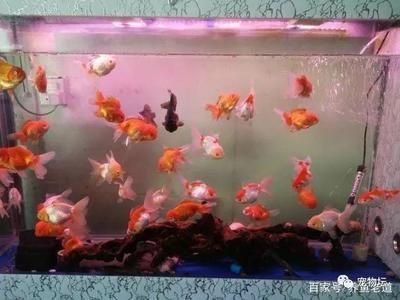 詳細(xì)閱讀:觀賞魚可以混養(yǎng)的品種(觀賞魚混養(yǎng)的常見誤區(qū)) 觀賞魚可以混養(yǎng)的品種(觀賞魚混養(yǎng)的常見誤區(qū))