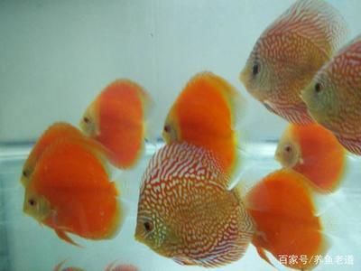 觀賞魚可以混養的品種（觀賞魚混養的常見誤區）
