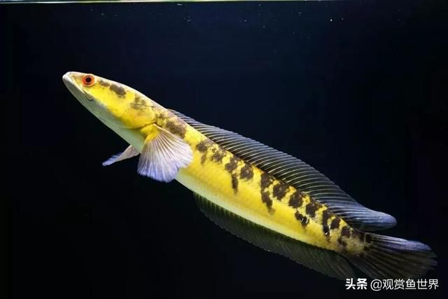 自制魚缸清洗刷子大全(自制魚缸清洗刷子大全圖片)