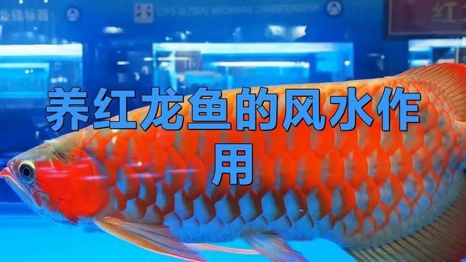 土左旗紅龍魚
