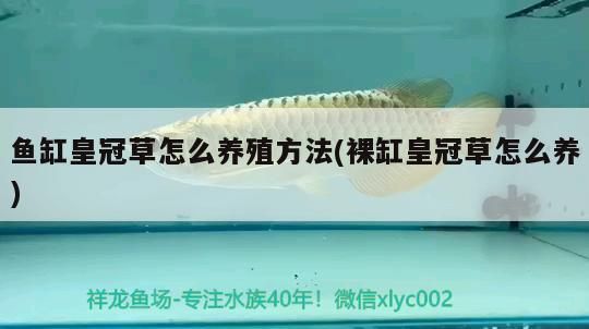 魚缸皇冠草怎么養殖方法(裸缸皇冠草怎么養)