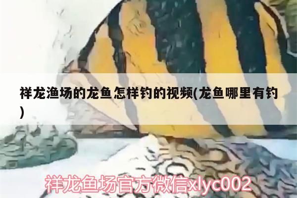 祥龍魚場技術支持服務范圍有哪些，祥龍魚場技術支持服務范圍廣泛