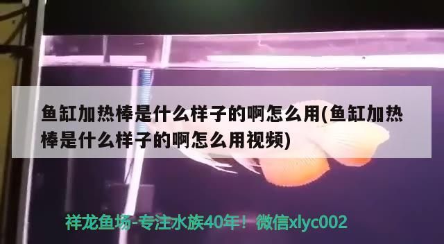 魚缸加熱棒是什么樣子的啊怎么用(魚缸加熱棒是什么樣子的啊怎么用視頻)