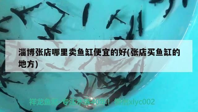 濱州龍魚專賣店：濱州哪里賣魚缸的多些地方