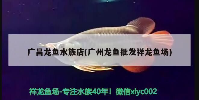 廣昌龍魚水族店(廣州龍魚批發(fā)祥龍魚場)