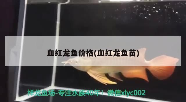 血紅龍魚價格(血紅龍魚苗)