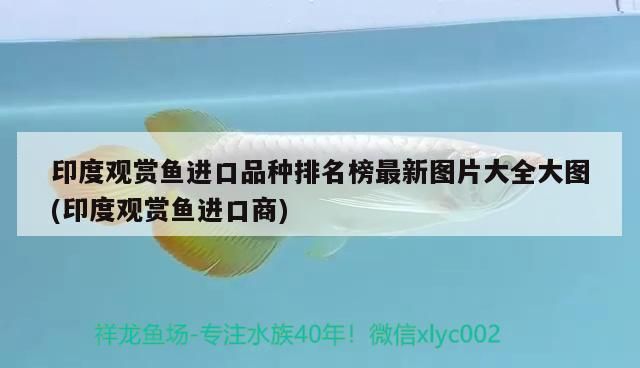 印度觀賞魚進(jìn)口品種排名榜最新圖片大全大圖(印度觀賞魚進(jìn)口商)