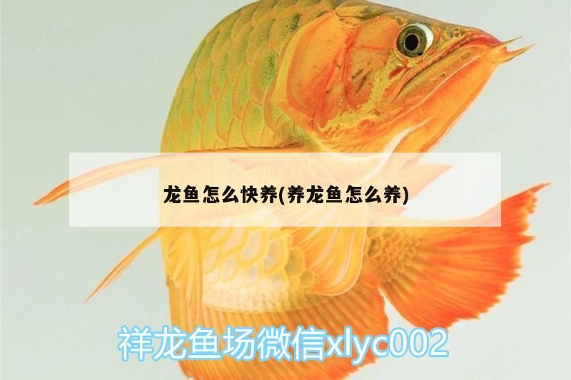 龍魚怎么快養(養龍魚怎么養)