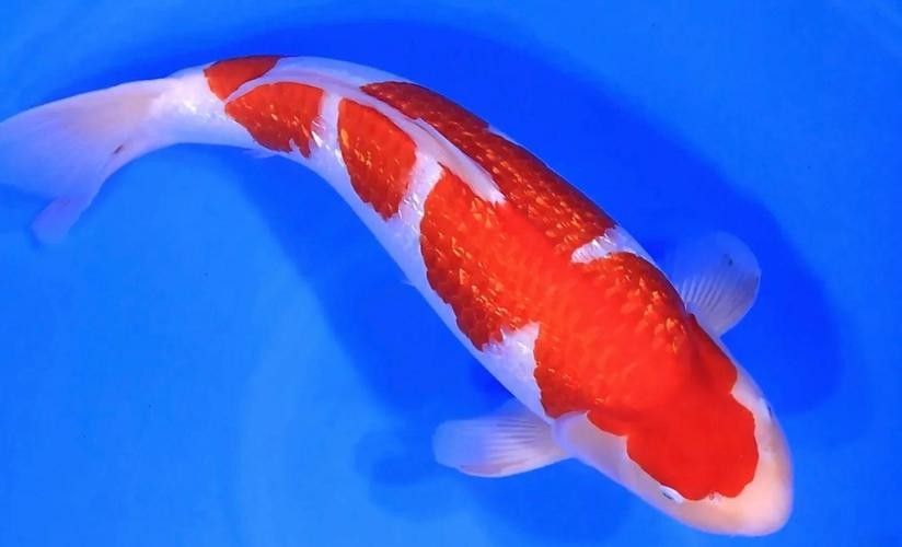 紅白大正錦鯉魚