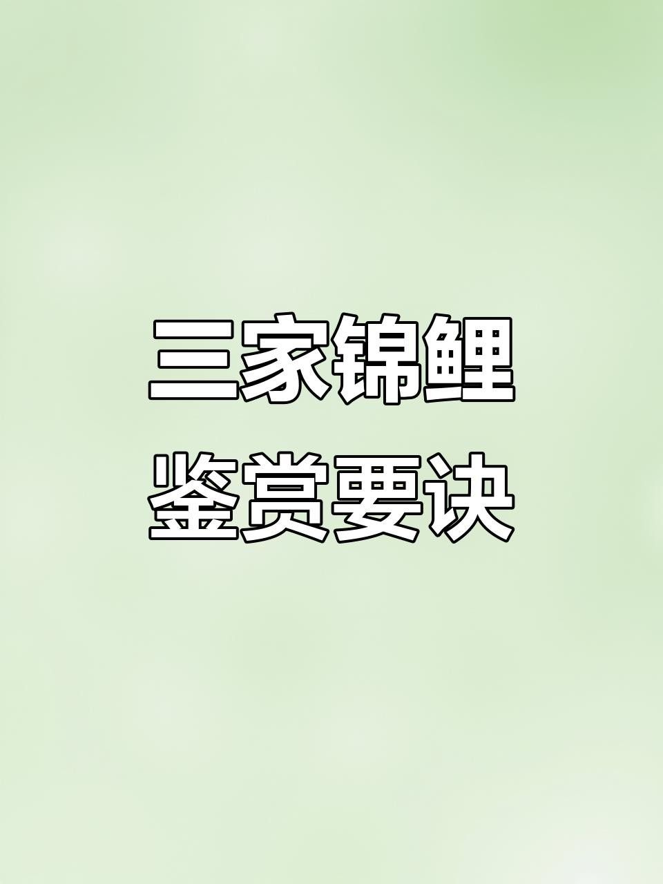 紅白大正錦鯉魚