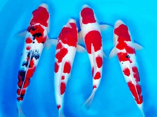 紅白大正錦鯉魚