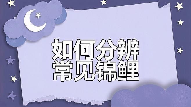 紅白大正錦鯉魚