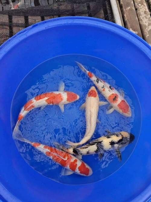 紅白大正錦鯉魚