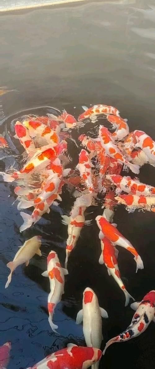 紅白大正錦鯉魚