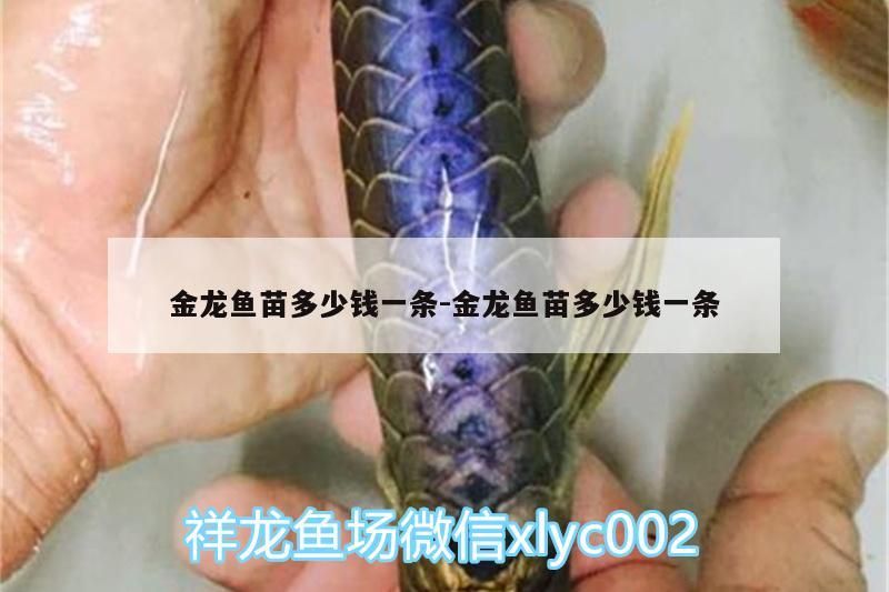 金龍魚苗多少錢一條:金龍魚苗多少錢一條 金龍魚苗多少錢一條:金龍魚苗多少錢一條 觀賞魚百科
