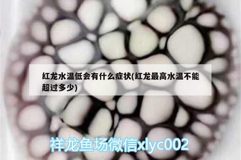 紅龍水溫低會有什么癥狀(紅龍最高水溫不能超過多少)