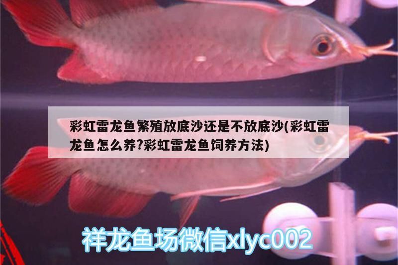 彩虹雷龍魚繁殖放底沙還是不放底沙(彩虹雷龍魚怎么養?彩虹雷龍魚飼養方法)