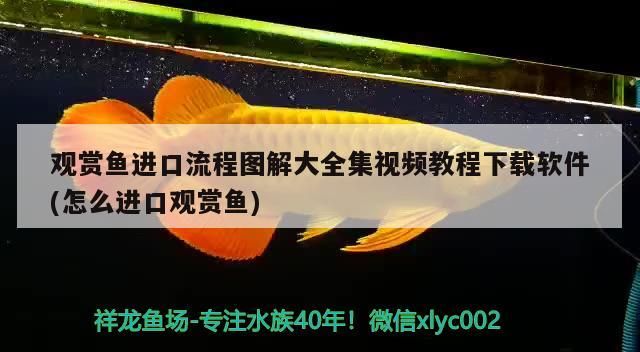 觀賞魚進口流程圖解大全集視頻教程下載軟件(怎么進口觀賞魚)