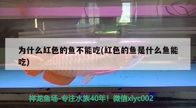 為什么紅色的魚不能吃(紅色的魚是什么魚能吃)