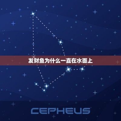 金龍魚10千克是多少錢：10千克的金龍魚大概需要多少錢？ 金龍魚10千克是多少錢：10千克的金龍魚大概需要多少錢？ 觀賞魚百科