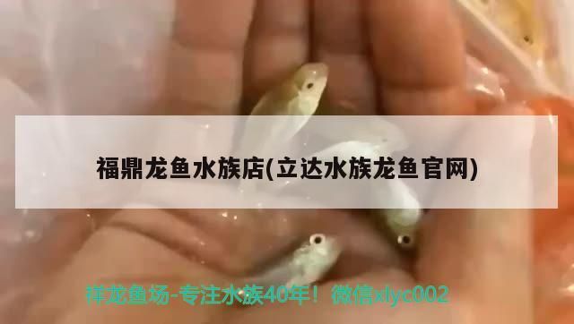 福鼎龍魚水族店(立達水族龍魚官網)
