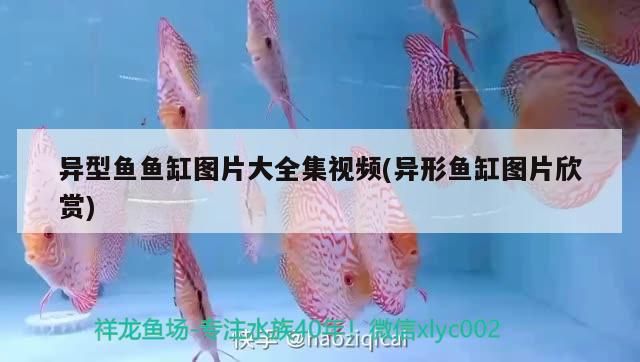 雷龍魚能長多大，能活多久？，雷龍魚和大型雷龍魚最漂亮排行榜對應的養殖方式