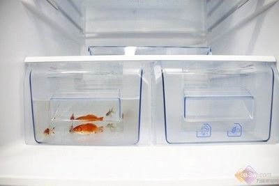 1.8米龍魚缸一天耗電量多少度正常（龍魚缸的耗電量主要取決于以下幾個因素有所不同）