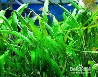 紅龍魚有幾種發色（紅龍魚有幾種發色的）