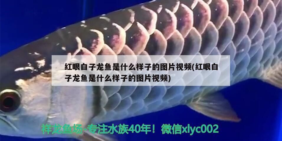 魚缸用增氧泵價(jià)格是多少:魚缸增氧機(jī)-xtrac增氧機(jī)-xtrac增氧機(jī) 紅眼白子龍魚是什么樣子的圖片視頻(紅眼白子龍魚是什么樣子的圖片視頻) 觀賞魚百科 紅眼白子龍魚是什么樣子的圖片視頻(紅眼白子龍魚是什么樣子的圖片視頻) 紅眼白子龍魚是什么樣子的圖片視頻(紅眼白子龍魚是什么樣子的圖片視頻) 觀賞魚百科