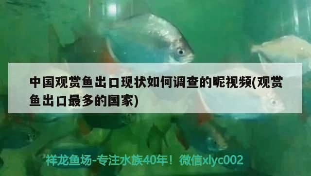 魚(yú)缸用增氧泵價(jià)格是多少:魚(yú)缸增氧機(jī)-xtrac增氧機(jī)-xtrac增氧機(jī) 中國(guó)觀賞魚(yú)出口現(xiàn)狀如何調(diào)查的呢視頻(觀賞魚(yú)出口最多的國(guó)家) 觀賞魚(yú)百科 中國(guó)觀賞魚(yú)出口現(xiàn)狀如何調(diào)查的呢視頻(觀賞魚(yú)出口最多的國(guó)家) 中國(guó)觀賞魚(yú)出口現(xiàn)狀如何調(diào)查的呢視頻(觀賞魚(yú)出口最多的國(guó)家) 觀賞魚(yú)百科
