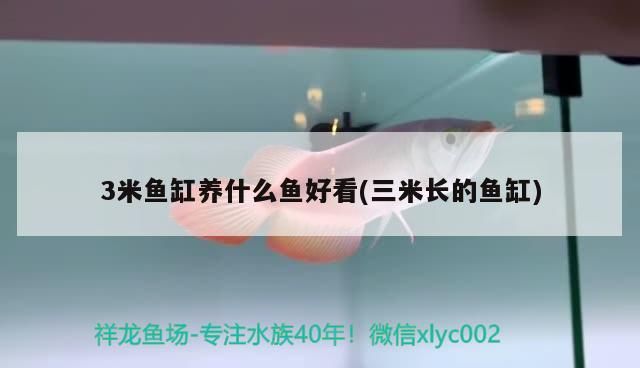 3米魚缸養(yǎng)什么魚好看(三米長的魚缸)