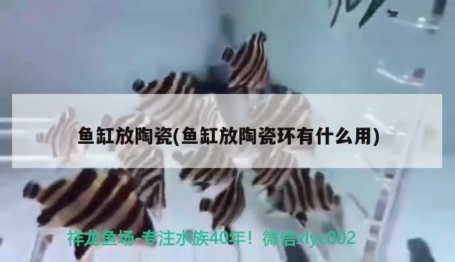 魚缸用增氧泵價格是多少:魚缸增氧機-xtrac增氧機-xtrac增氧機 魚缸放陶瓷(魚缸放陶瓷環有什么用) 觀賞魚百科 魚缸放陶瓷(魚缸放陶瓷環有什么用) 魚缸放陶瓷(魚缸放陶瓷環有什么用) 觀賞魚百科
