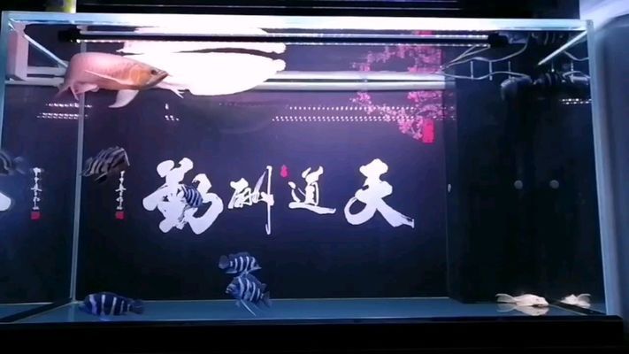九角龍魚：九角龍魚怎么養