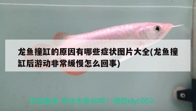 龍魚撞缸的原因有哪些癥狀圖片大全(龍魚撞缸后游動非常緩慢怎么回事)