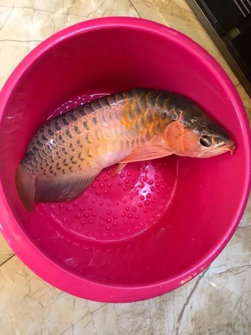 龍魚能吃熟肉嗎圖片 觀賞魚百科 第2張 龍魚能吃熟肉嗎圖片 龍魚能吃熟肉嗎圖片 觀賞魚百科 第2張