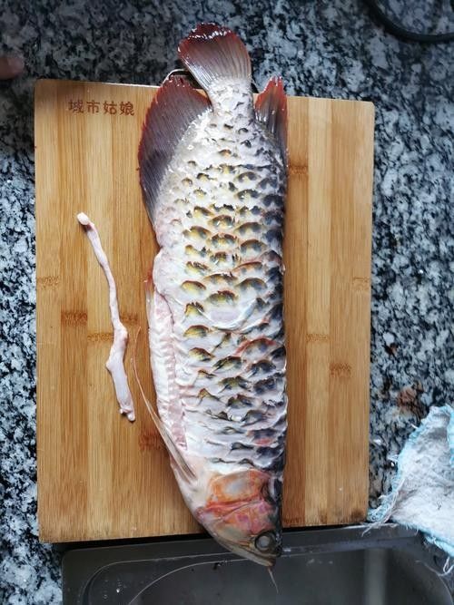龍魚能吃熟肉嗎圖片 觀賞魚百科 第1張 龍魚能吃熟肉嗎圖片 龍魚能吃熟肉嗎圖片 觀賞魚百科 第1張