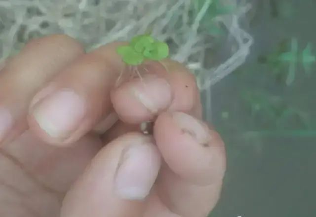 龍魚嘴白色
