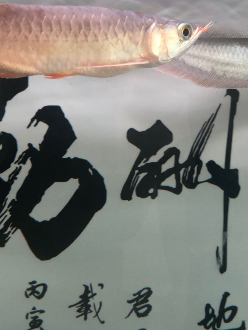 這魚肚子看著怪怪的