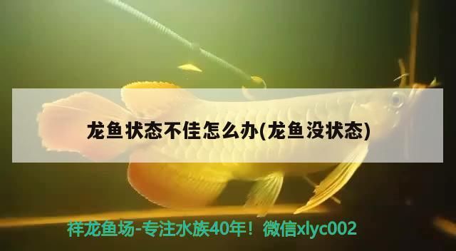 龍魚狀態不佳怎么辦(龍魚沒狀態)
