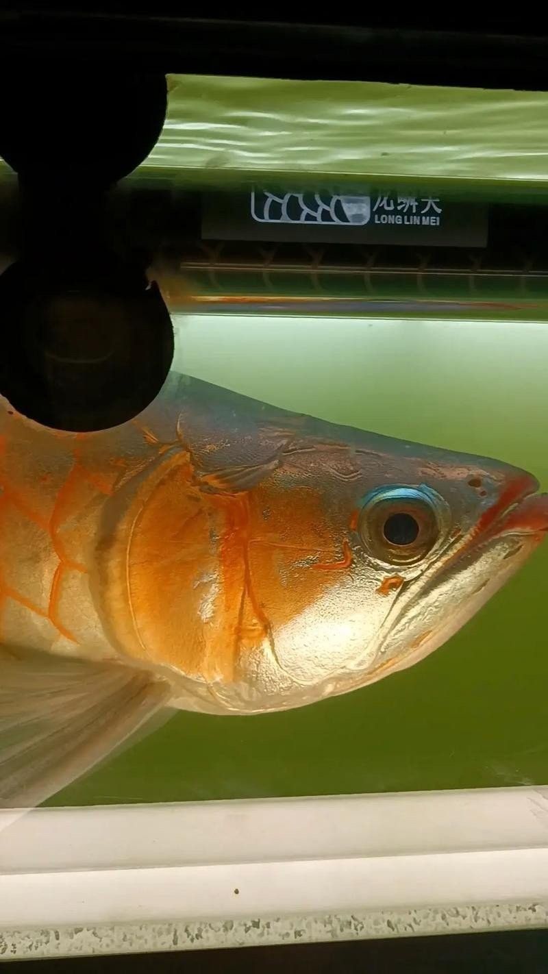 汾西龍魚是不是雜牌