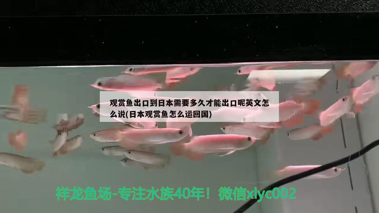 溪流魚缸造景圖片大全集（溪流缸造景圖大師作品）