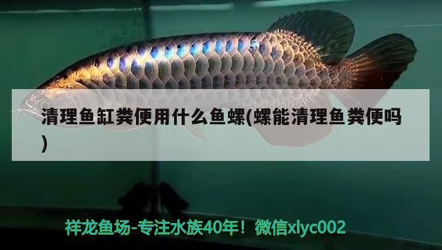 溪流魚缸造景圖片大全集（溪流缸造景圖大師作品）