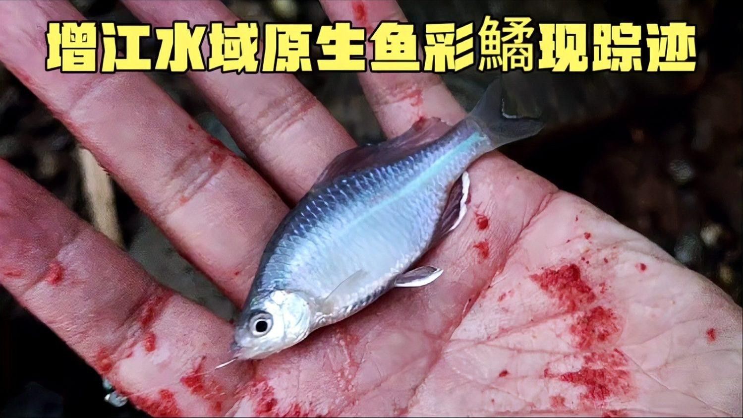 增城增江河有什么魚 增城增江河有什么魚 觀賞魚百科 第2張