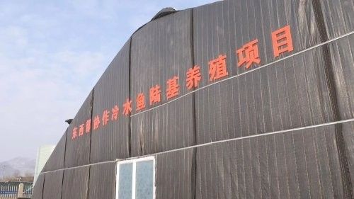 岷縣紅龍魚